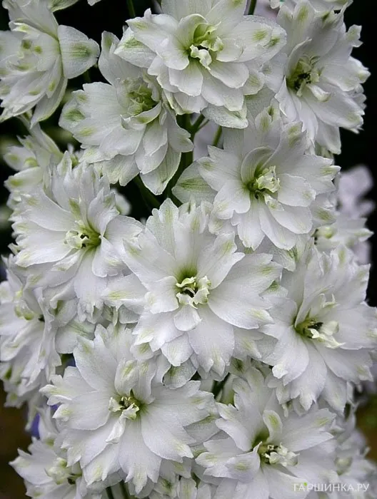 Дельфиниум высокий Новозеландский Дабл Инносенс