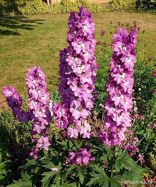 Дельфиниум высокий Мэджик Фаунтейн Пинк (сер.Волшебный фонтан) розовый