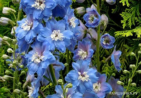 Дельфиниум Мерел