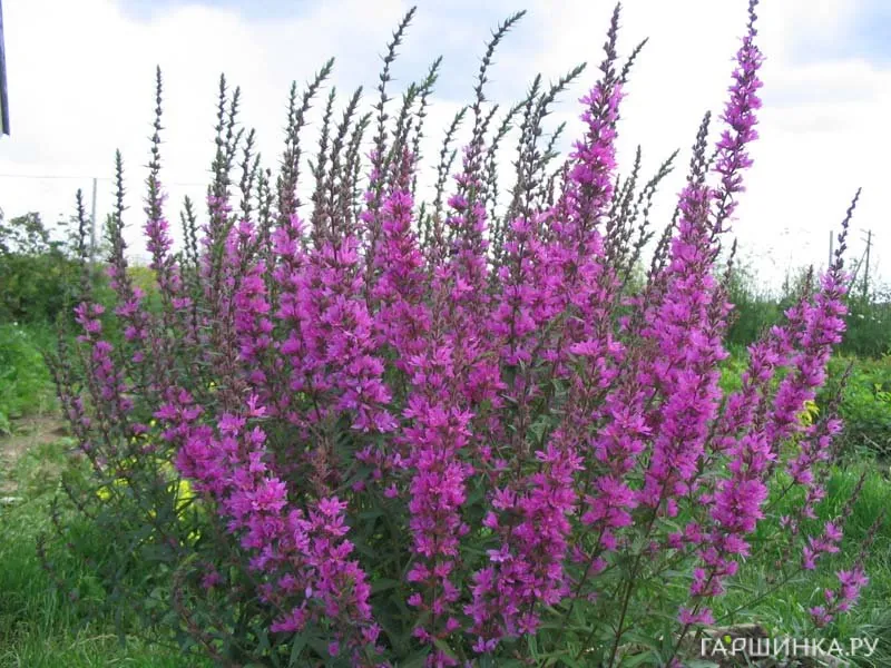 Дербенник иволистный Свирл