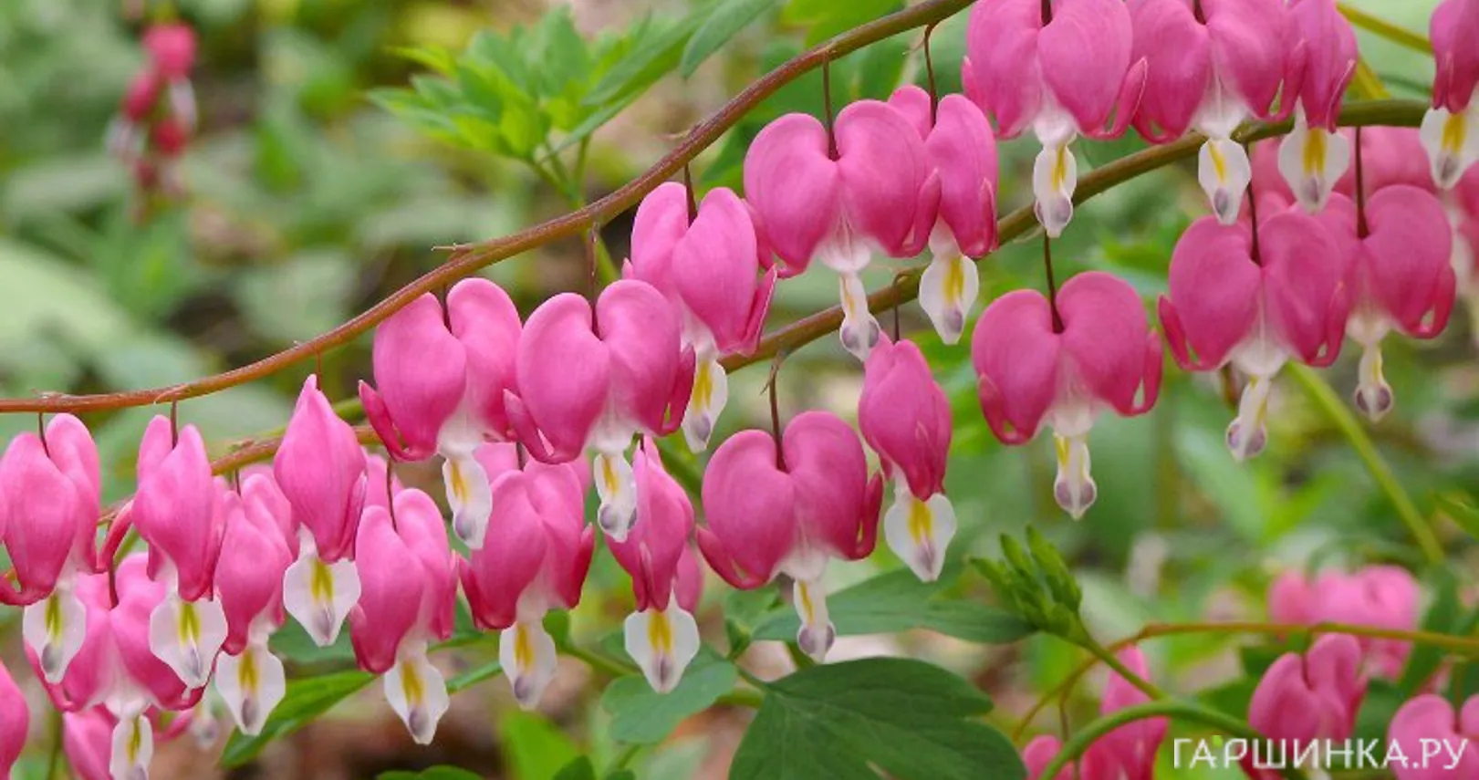 Дицентра Спектабилис