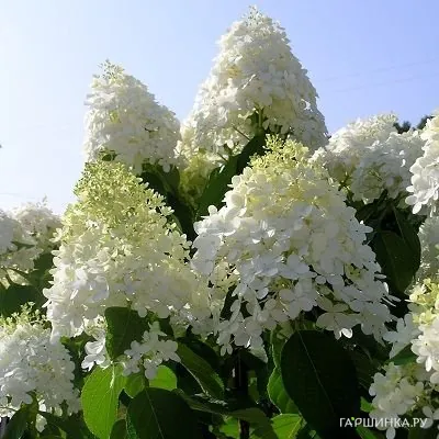 Гортензия Долли (Куколка) метельчатая