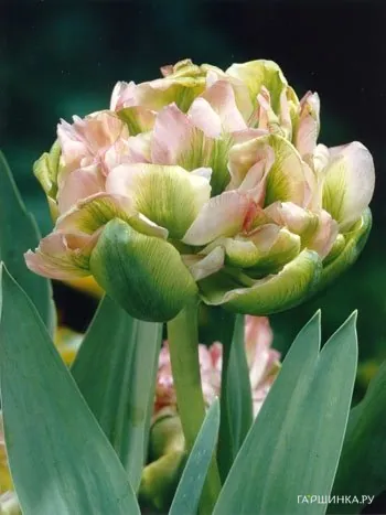 Тюльпан Дабл Вири махровый 5шт