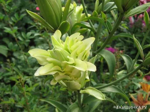 Лилия Дублин восточная махровая/ 2 шт