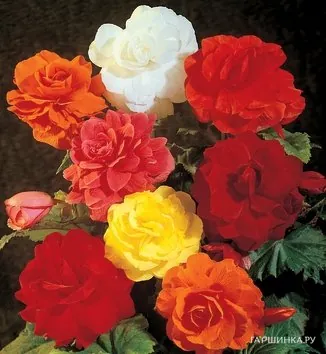 Бегония махровая Дубль Микс