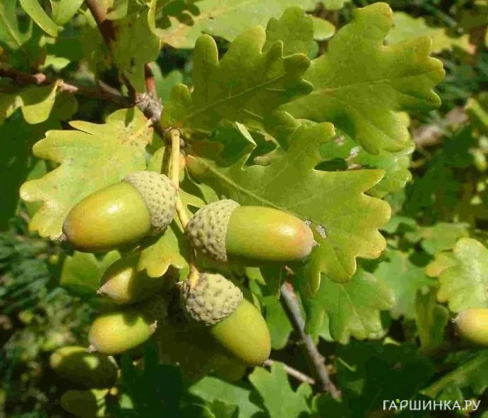 Дуб черешчатый