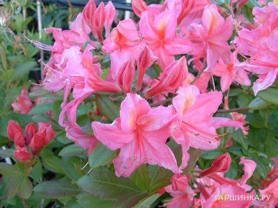 Рододендрон (Азалия) Jolie Madame