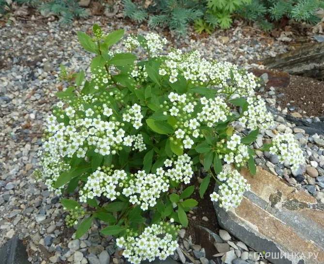 Спирея стелющаяся