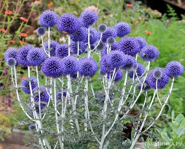 Мордовник обыкновенный