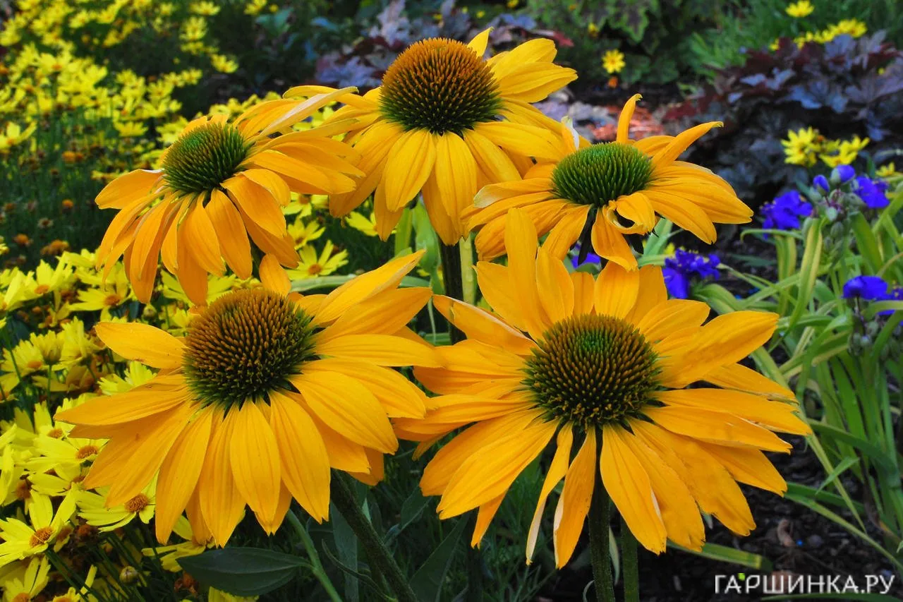 Эхинацея пурпурная Еллоу