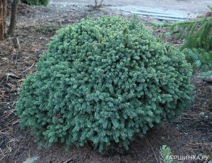 Ель канадская Эхиниформис