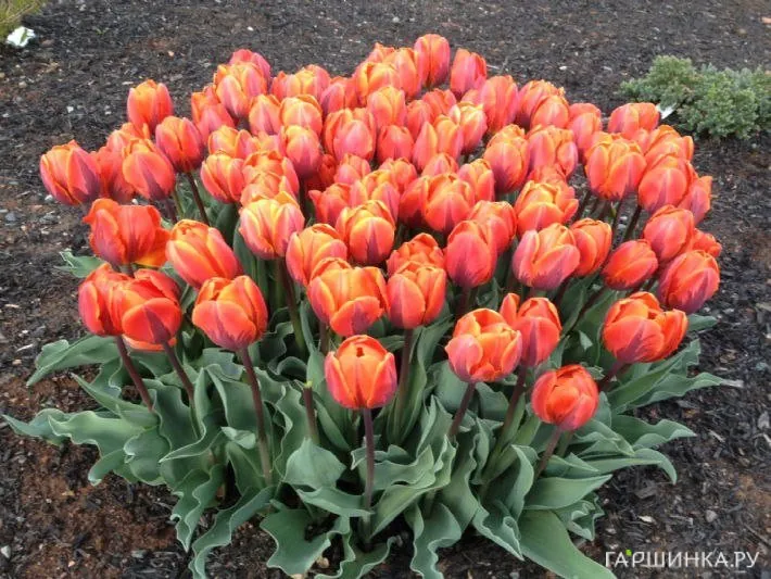 Тюльпан Эрмитаж простой раний 5шт.