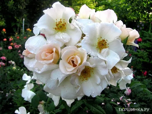 Роза Салли Холмс плетистая, Викс (лиц)