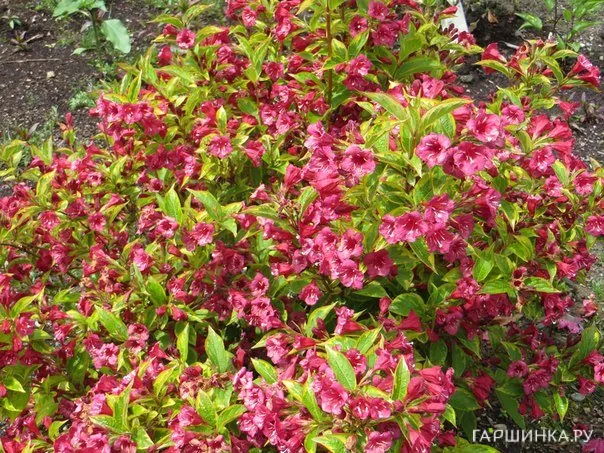 Вейгела Бригелла