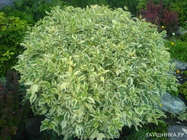 Дерен Элегантиссима