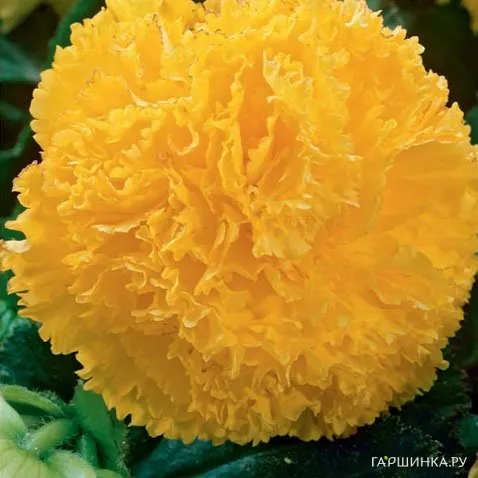 Бегония бахромчатая Фимбриата Йелоу