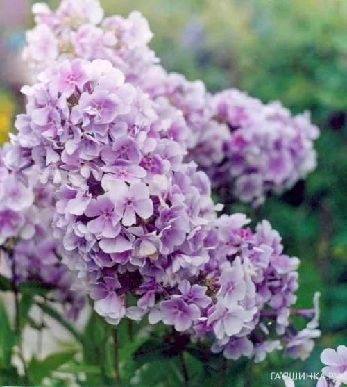 Флокс Лаванделвольке метельчатый