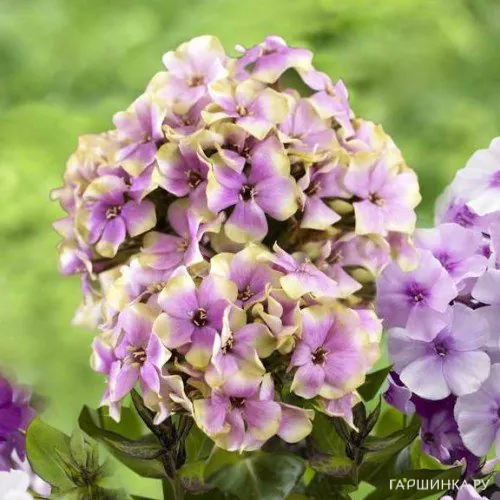 Флокс метельчатый Щербет Коктейл