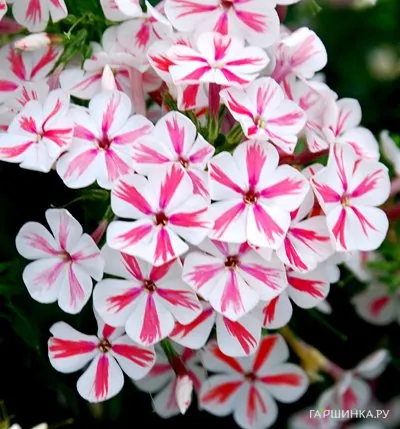 Флокс метельчатый Твистер