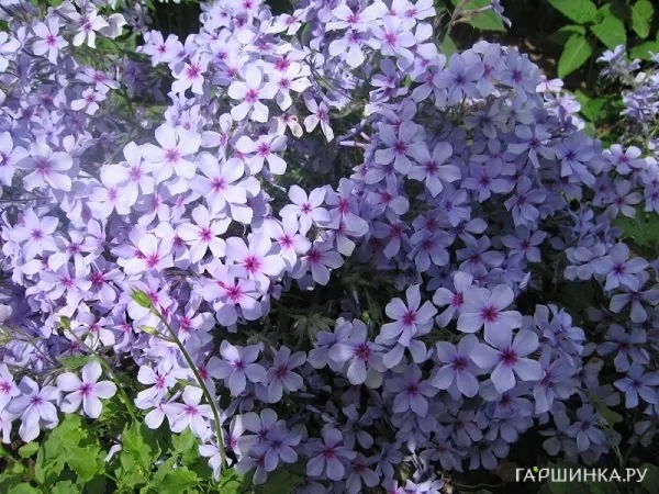 Флокс Чаттахучи растопыренный