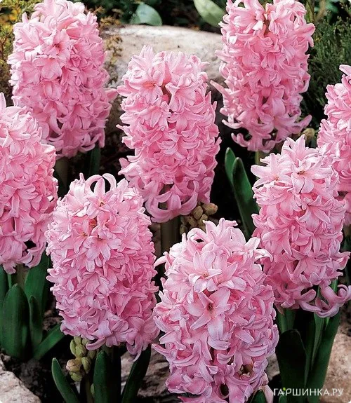 Гиацинт Фондант 3 шт