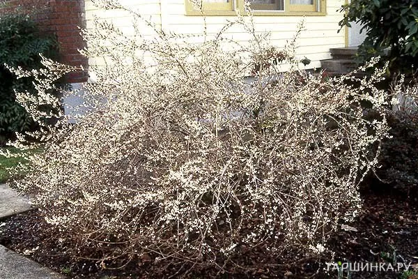 Абелиолистник (Форзиция белая)