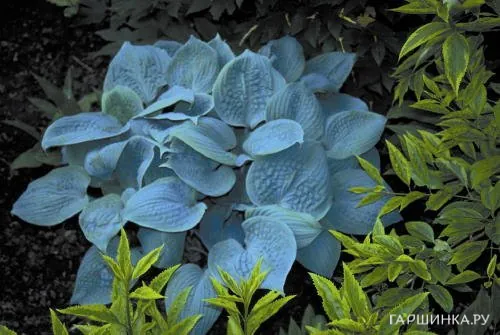 Хоста Фрагрант Блу (SM)