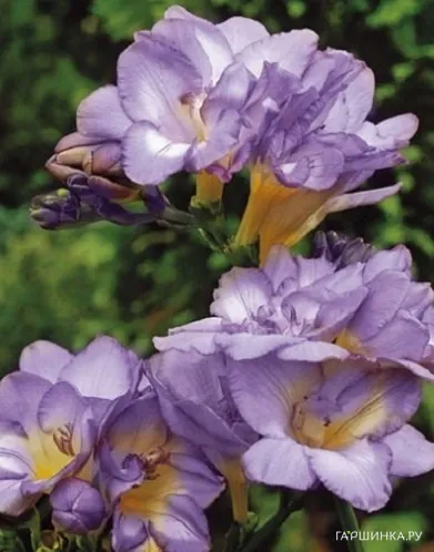 Фрезия махровая Blue 10шт