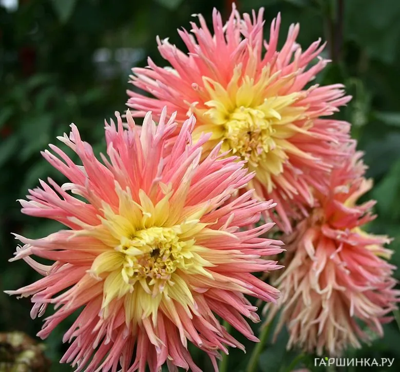 Георгина Фринджет Стар бахромчатая