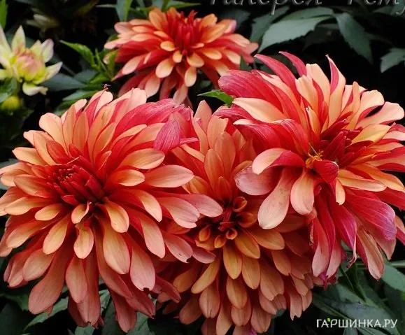 Георгина Геллери Арт Деко бордюрная