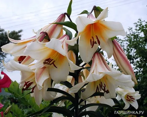 Лилия Гарден Эффейр ОТ-гибрид /2шт