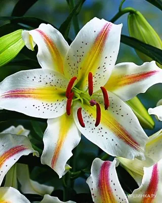 Лилия Гарден Пати восточная низкорослая