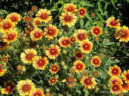 Гайлардия Кобольд