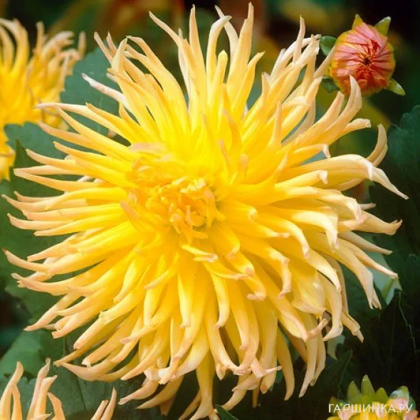 Георгина Стар Спектакль бахромчатая