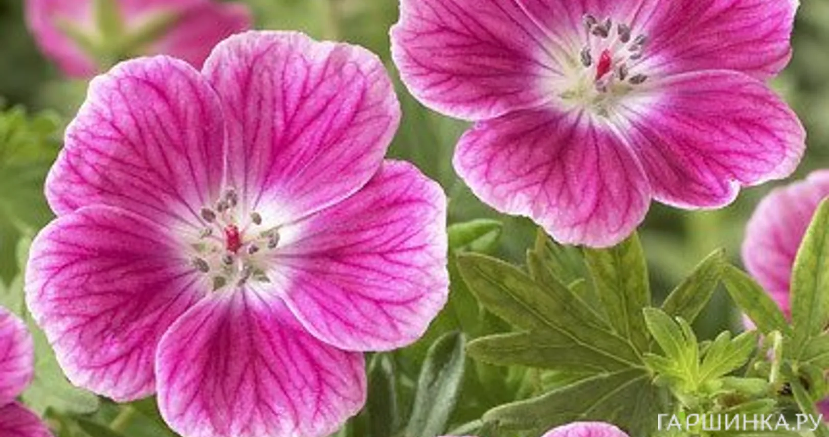 Герань кроваво-красная Элке