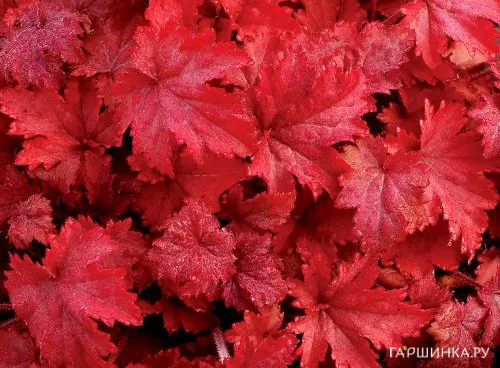 Гейхера Форевер Peд