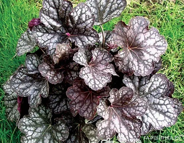 Гейхера Вельвет Найт