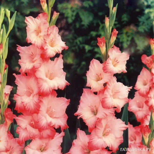 Гладиолус Хеопс 5 шт