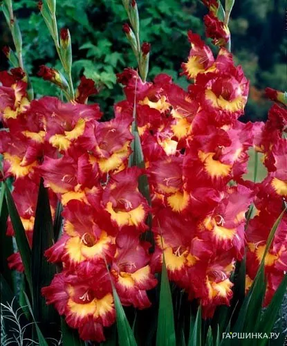 Гладиолус Фар Вест 5 шт.