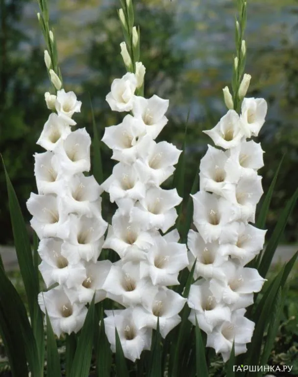 Гладиолус крупноцветковый Сансере 10шт.