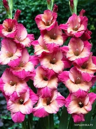 Гладиолус Тедс Фаворит