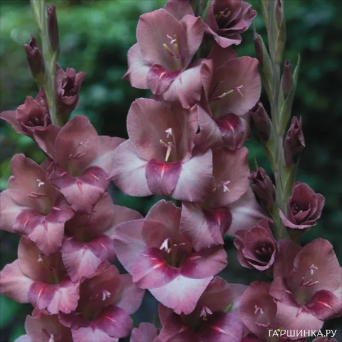 Гладиолус Торино 5 шт.