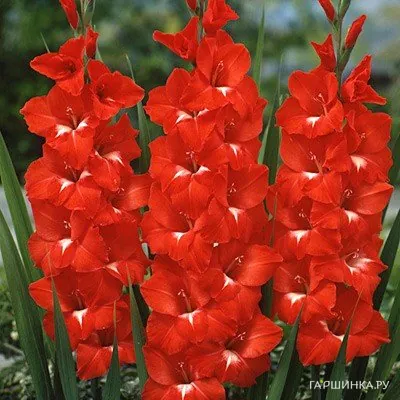 Гладиолус Традерхорм