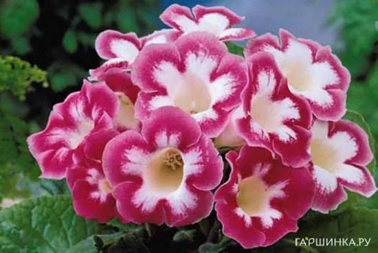 Глоксиния Бланш де Меру