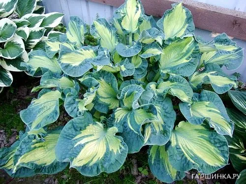 Хоста Голден Медоуз (ML)