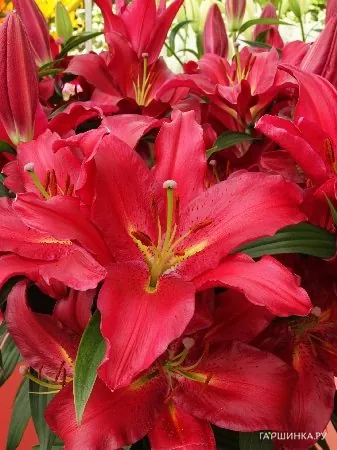 Лилия Гран Туризмо восточная /2шт