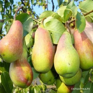 Груша Красавица Черненко (Русская красавица)