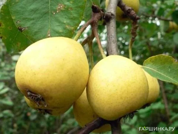 Груша Скороспелка из Мичуринска