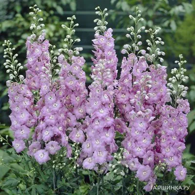 Дельфиниум Пацифик Гинивер