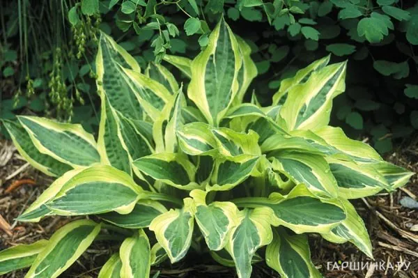 Хоста Ханки Панки (M)